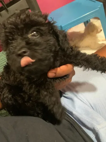 Pets