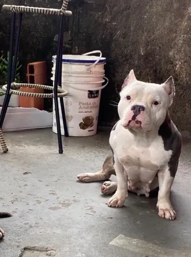 American Bully