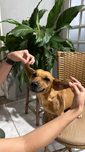 Doa-se cachorra de porte pequeno em Uberaba 