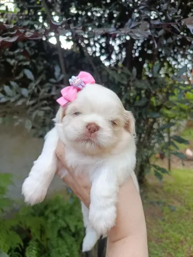 Shih tzu fêmea