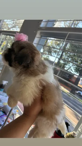 Filhote lhaza apso 