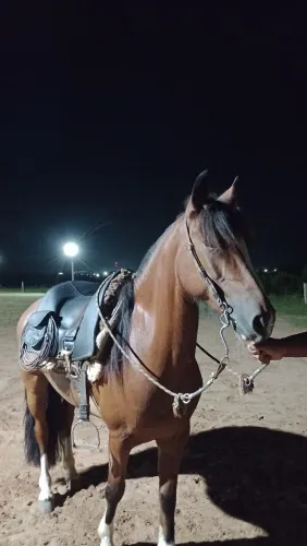 Cavalo crioulo, pronto de laço 