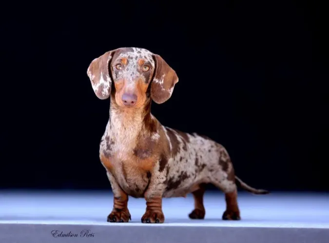 Procuro basset arlequim para cruzamento 