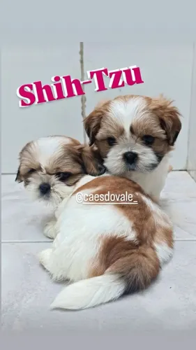 Shih-Tzu