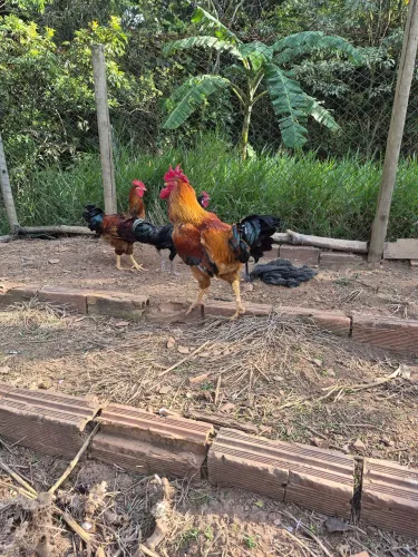 GSB SERTANEJO BALÃO - RAÇA PURA, PINTINHOS E OVOS GALADOS