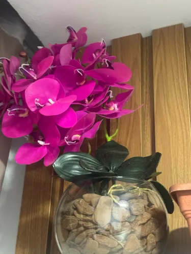 Arranjo de orquídeas .