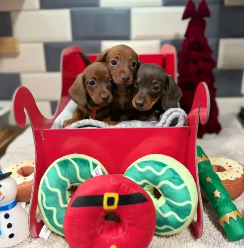 Bebezinho dachshund/teckel/basset/salsicha/cofap super brincalhão
