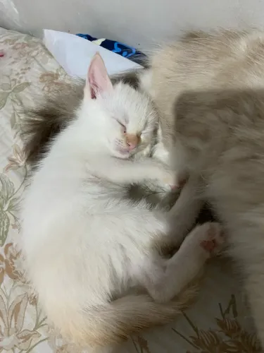Doação de um gatinho