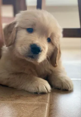 Filhote Golden Retriever, O presente mais fofo que você pode se dar!