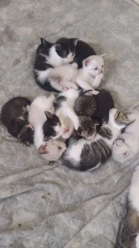 Doação de gatos