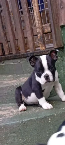 American Bully Micro Lindos Filhotes