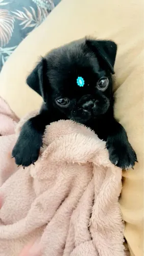 Pug - Um Amor De São João Em Quatro Patas