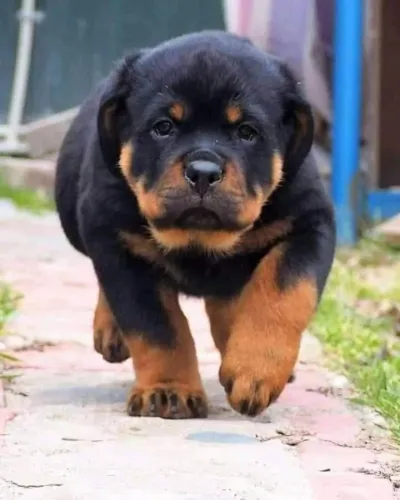 Bebezinho rottweiler brincalhão e saudável de excelente genética