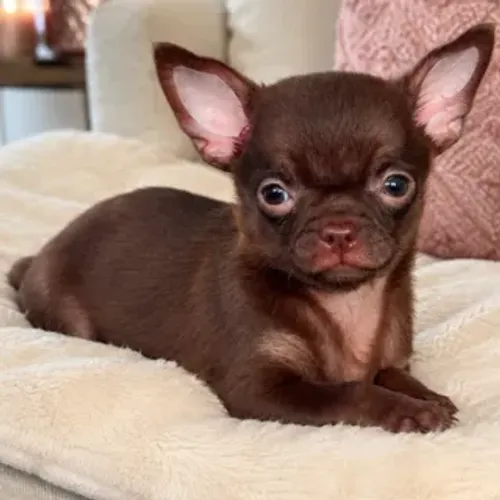 Chihuahua Macho Chocolate de Pelo Curto