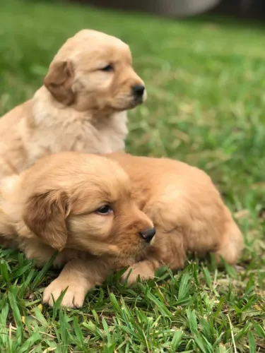 Golden Retriever impecáveis