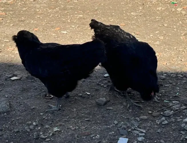 FRANGAS E FRANGOS