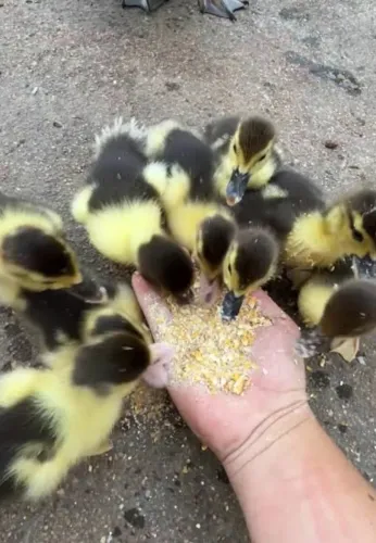 Vendo filhotes de pato
