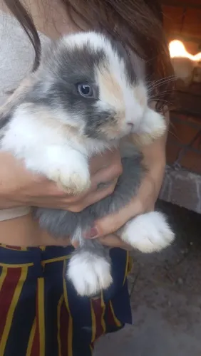 Coelhos da raça mini loop 