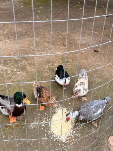 Um casal de marrecos e três patas tudo pôr 250 reais
