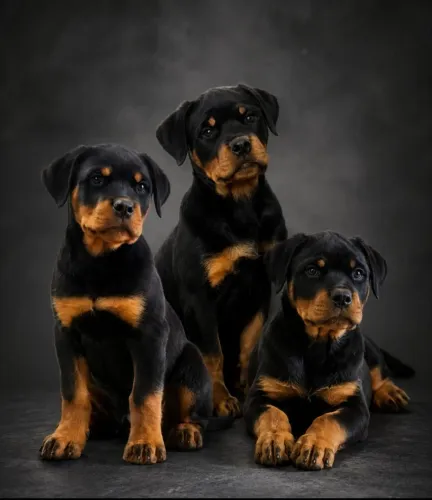ROTTWEILER PURO