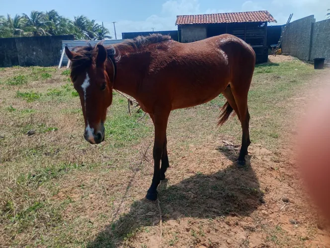 pordo castanho mancha branca na cara