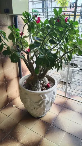 Rosa do Deserto