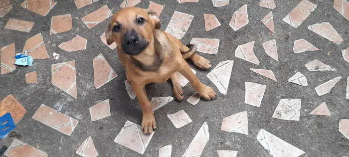 Doa-se filhote de cachorro (Macho) de 4 meses 