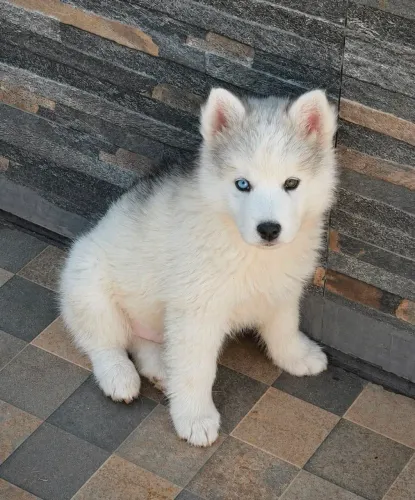 Husky Siberiano