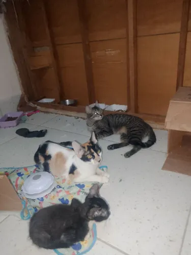 Gatas adultas para adoção