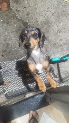 Procuro Basset macho para cruzar com minha Basset, ela tem um olho claro azul.