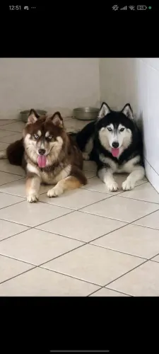 Filhote de Husky Siberiano