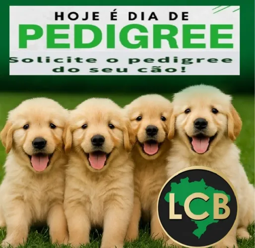 Pedigree Solicite para seu cão de Raça 