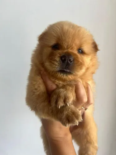 Vendo Chow chow