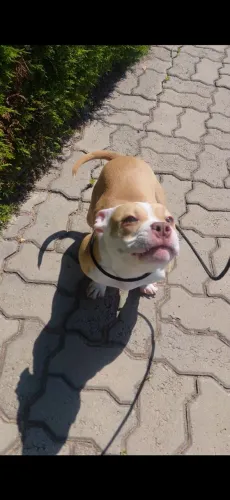 American bully 6 meses