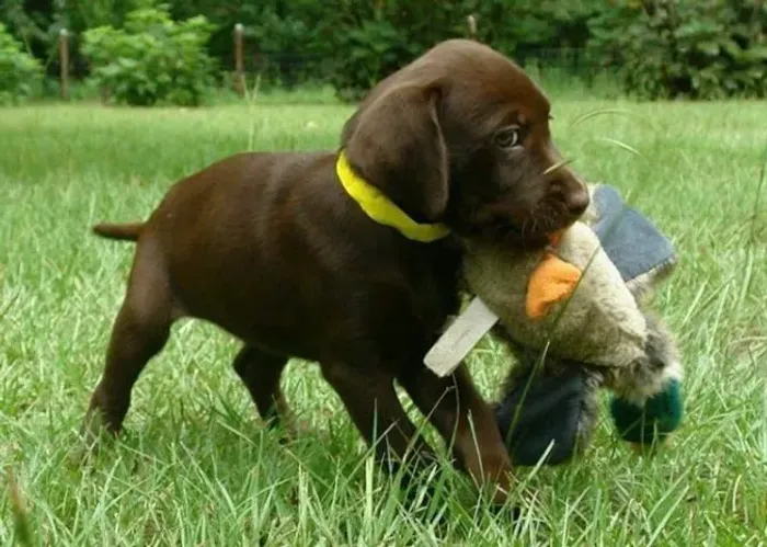 labrador filhote