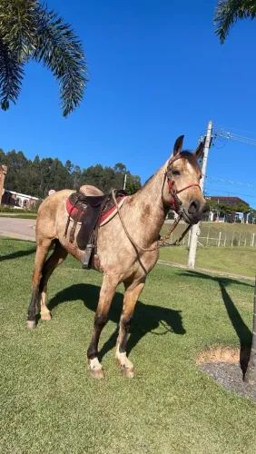 Vende cavalo