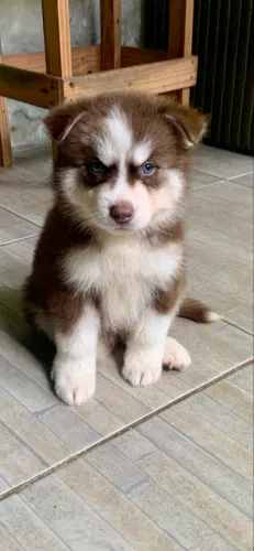 Linda filhote de husky siberiano Wooly com pedigree