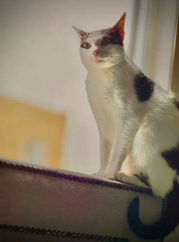 Gatinha castrada para adoção