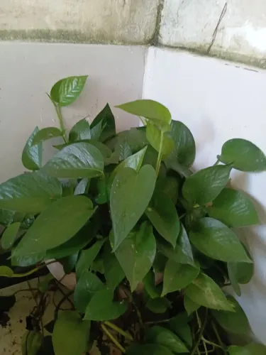 Temos plantas