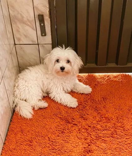 Poodle toy macho branco 