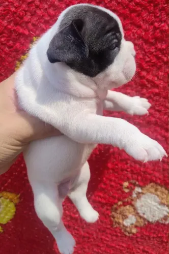 Cachorro