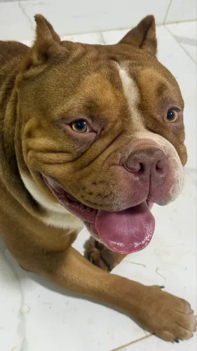 Cachorro
