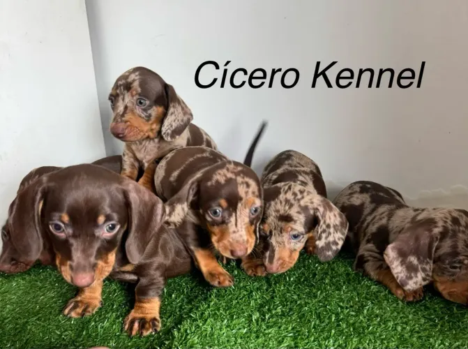 Filhotes de Dachshund (Salsicha) miniatura