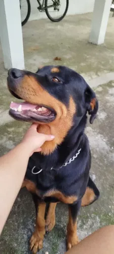 Doação cachorro rottweiler