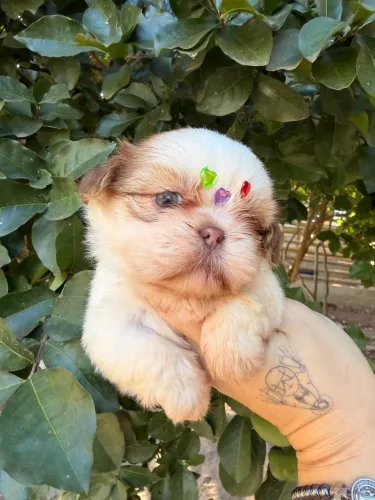 Shi tzu fêmea