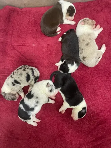 Filhotes de border collie
