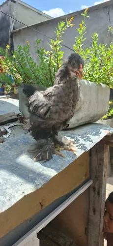 Pintos brahma