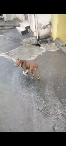 Cachorro 