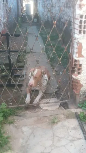 Pit Bull pra vender com 11 meses