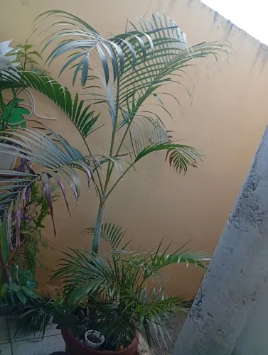 Coqueiro de jardim 